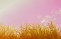 silhouette shot image of Grass and sky in shiny day. Royalty Free Stock Photo