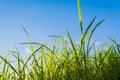 silhouette shot image of Grass and sky in shiny day. Royalty Free Stock Photo