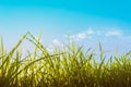 silhouette shot image of Grass and sky in shiny day. Royalty Free Stock Photo