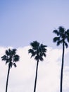 Silhouette shot of palm trees against a blue sky with clouds Royalty Free Stock Photo