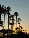 Silhouette shot of palm trees in the sunset in Cannes