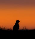 Silhouette shot of Short toed snake eagle during sunset