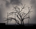 Silhouette shot of a single tree with cloudy sky at the citadel of Cairo, Egypt Royalty Free Stock Photo