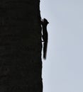 Silhouette Shot of a Squirrel Royalty Free Stock Photo