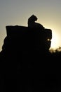 Silhouette shot of a tiger