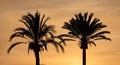 Silhouette shot of two palm trees on an orange sunset sky background Royalty Free Stock Photo