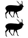 Sika Deer Silhouette ~