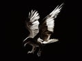 Silhouette of a silver eagle statue in a swooping posture. 3d illustration.