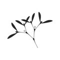 Silhouette of Simple Mistletoe Branch
