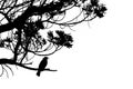 Silhouette Of Singing Common Blackbird In A Tree