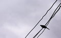 Silhouette of single pigeons bird  standing on electric wires and the skyÃ¢â¬â¢s overcast background Royalty Free Stock Photo