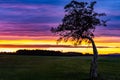 Silhouette of a single tree on amazing colorful sky during sunrise with park and city in background Royalty Free Stock Photo