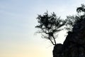 Silhouette single tree on cliff