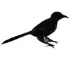 Silhouette of sitting bird drawn by hand with ink