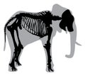 Silhouette of the skeleton elephant vector
