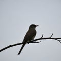 Silhouette of a small bird perched on a thin, bare tree branch against a Royalty Free Stock Photo