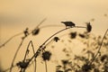 small bird on a thistle against the backdrop of a sunset sky Royalty Free Stock Photo