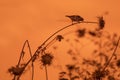 silhouette of a small bird on a thistle against the backdrop of a sunset sky Royalty Free Stock Photo