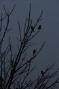 A Silhouette of Small Birds Sitting on the Branches of a Bare Maple Tree Against a Solid Grey Blue Background Royalty Free Stock Photo