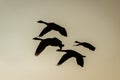 Silhouette of a small flock of Canada Goose (Branta canadensis) in flight, taken in the UK