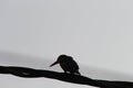 Silhouette of a small kingfisher bird with blue background