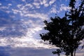 Silhouette of small tree on bright blue sky and cotton clouds with sun lights on afternoon summer Royalty Free Stock Photo