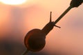 Silhouette of a snail on the background of the setting sun.