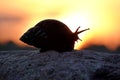 Silhouette of a snail on a rock at sunset