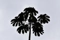 Silhouette of snakewood tree in Teresopolis