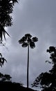 Silhouette of snakewood tree on tropical forest in Teresopolis
