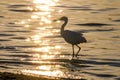 The Silhouette of the Snowy Egret at the Malibu Lagoon
