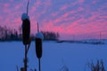 Silhouette of snowy reeds in pink and blue sunrise in winter