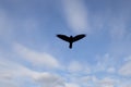 Silhouette of a soaring crow bird in a blue cloudy sky