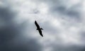 Silhouette of a soaring bird Royalty Free Stock Photo