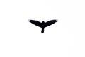 The silhouette of a soaring bird on a white background below