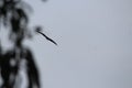 A silhouette of a soaring eagle by the tree in the sky. Wings of this buzzard bird are incedibly longer and wider Royalty Free Stock Photo