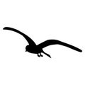 Silhouette of soaring seagull with spread wide curved wings isolated on white. Tern bird flying Royalty Free Stock Photo