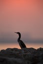 Silhouette of Socotra cormorant and beautiful hue during sunrise at Busaiteen coast of Bahrain