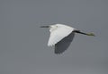 Silhouette of Socotra cormorant preening, Bahrain