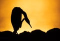 Silhouette of a Socotra cormorant during sunrise, Bahrain