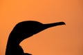 Silhouette of a Socotra cormorant during sunrise, Bahrain