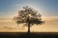 Silhouette of a solitary oak tree with early morning sunlight and frosty mist. Royalty Free Stock Photo
