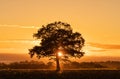 Silhouette of a solitary oak tree shortly before sunset. Royalty Free Stock Photo