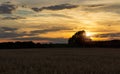 Silhouette of solitude tree on agriculture field at sunset. Czech landscape