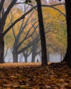 Silhouette of someone walking through a foggy moody park with colorful leaves and fall foliage around. Toronto Ontario