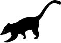 Silhouette of South American coati