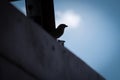 The silhouette of a sparrow is on a fence outside the balcony of the house Royalty Free Stock Photo