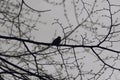 Silhouette of a Sparrow sitting on a branch against the dramatic light. Bird in the branches at evening. Royalty Free Stock Photo