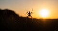 Silhouette of a Spider on its Web Against a Golden Sunset Royalty Free Stock Photo