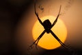 Silhouette of a spider in its web